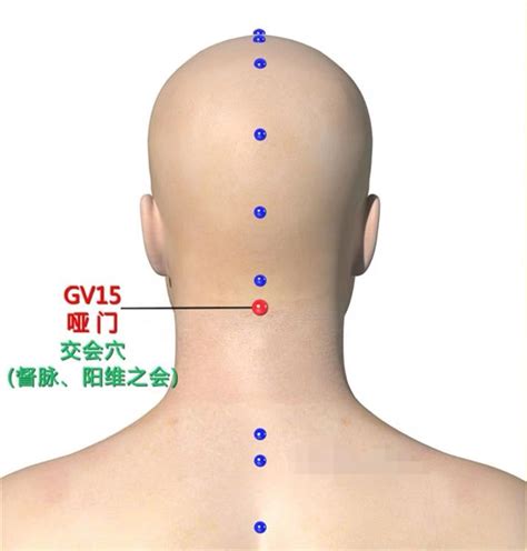 啞門穴位置|啞門穴:基本簡介,取穴方法,經屬,穴位配伍,刺灸法,主治疾病,穴位名。